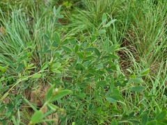 Eriosema psoraleoides