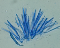 Trichoderma lixii