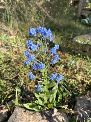 Cynoglossum amabile