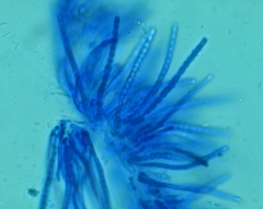 Trichoderma lixii