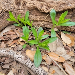 Ditaxis humilis