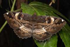 Erebus terminitincta