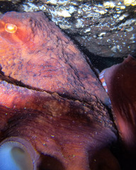 Enteroctopus dofleini