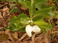 Coelospermum decipiens