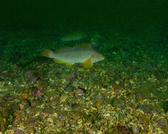 Hexagrammos decagrammus