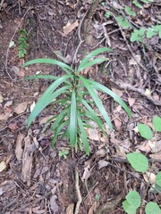 Podocarpus latifolius