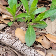 Ditaxis humilis