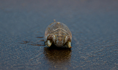 Emerita brasiliensis