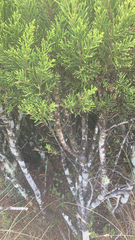 Halocarpus