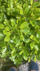 Griselinia littoralis