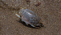 Emerita brasiliensis