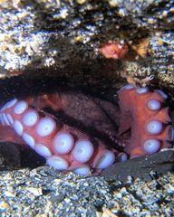 Enteroctopus dofleini