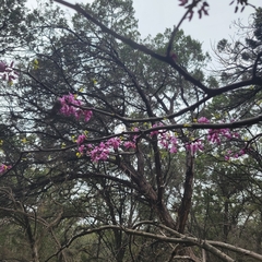Cercis canadensis texensis
