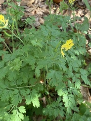 Corydalis flavula
