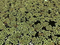 Salvinia