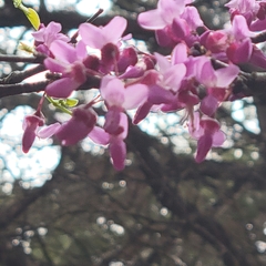 Cercis canadensis texensis