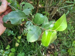 Acokanthera oppositifolia