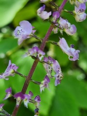 Plectranthus fruticosus