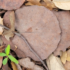 Cercis canadensis texensis