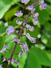 Plectranthus fruticosus