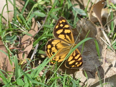 Heteronympha paradelpha