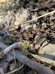 Veronica hederifolia