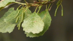 Alnus lusitanica