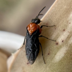 Tethida barda