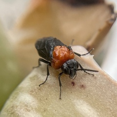 Tethida barda