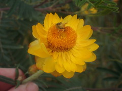 Xerochrysum bracteatum