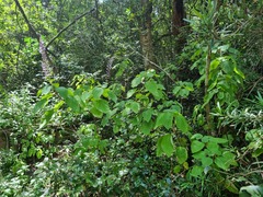 Plectranthus fruticosus