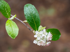 Aronia