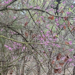Cercis canadensis texensis
