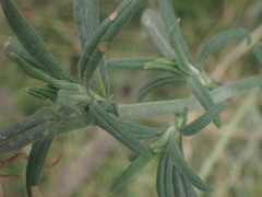 Xerochrysum bracteatum