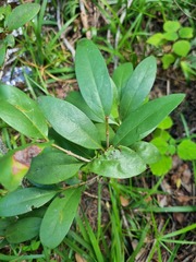 Canthium suberosum