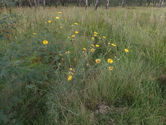 Xerochrysum bracteatum