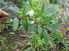 Pterocelastrus echinatus