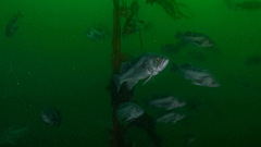 Sebastes melanops