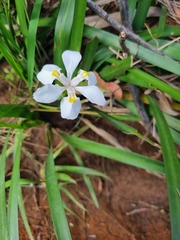 Dietes iridioides
