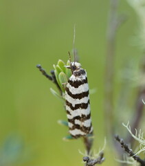Paracochylis amoenana