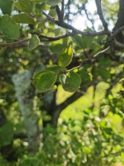 Dombeya rotundifolia