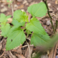 Ageratina havanensis