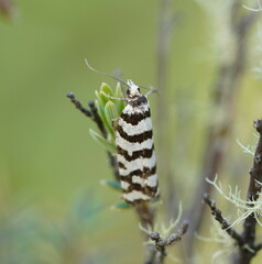 Paracochylis amoenana