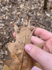 Macrodiplosis majalis