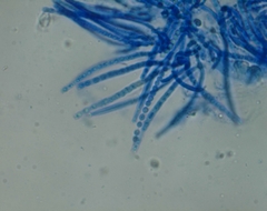 Trichoderma lixii