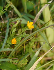 Hypericum japonicum