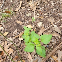 Ageratina havanensis