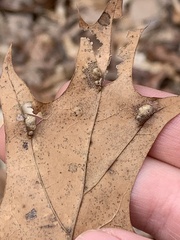 Macrodiplosis majalis