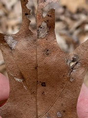 Macrodiplosis majalis