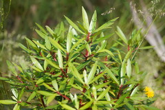 Tasmannia